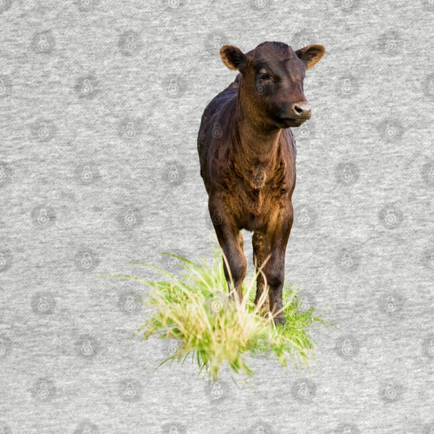 Dexter Cow by Jane Stanley Photography